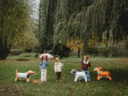 White Bulldog Foil Balloon, 29in